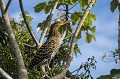 Ce héron, présent dans tout le bassin amazonien, fréquente les marécages forestiers. Ici, c'est un juvénil. bolivie,rurrenabaque,onore raye,tigrisoma lineatum 