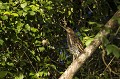  bolivie,rurrenabaque,onore raye,tigrisoma lineatum 