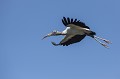 Le Tantale d'Amérique est présent du sud des Etats-Unis jusqu'au nord de l'Argentine. De la même famille que la cigogne, c'est un grand oiseau (entre 1,40 et 1,80 m d'envergure), très habile en vol. bolivie,rurrenabaque,tantale d'amerique,mycteria americana 