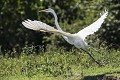  bolivie,rurrenabaque,grande aigrette,ardea alba 