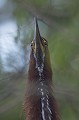 Onoré adulte. On l'appelle parfois héron tigré à cause de son nom anglais : "rufescent tiger-heron". bolivie,rurrenabaque,onore raye,heron tigre,tigrisoma lineatum 