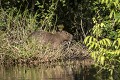 C'est le plus gros rongeur du monde. Un adulte mesure environ 1,20 m et pèse une cinquantaine de kilos. C'est à terre que le capybara rencontre la plupart de ses prédateurs : pumas, jaguars, anacondas et l'homme. Mammifère semi acquatique, excellent nageur, il ne constitue pas une proie facile pour les caïmans et l'eau lui sert de refuge. bolivie,rurrenabaque,capybara,hydrochoerus hydrochoeris 