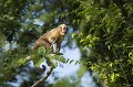Appelé aussi "singe capucin" ou "sapajou", c'est un petit singe (3 à 4 kilos) réputé pour son intelligence liée à son alimentation : il casse les noix de palme avec des pierres ou en les frappant contre des branches. Le succès de son implantation en Amérique s'explique par sa capacité à briser des coques inattaquables par d'autres espèces de singes. bolivie,rurrenabaque,apelle,singe capucin,sapajou,cebus apella 