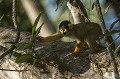  bolivie,madidi,singe ecureuil,saimiri boliviensis 