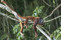 Ces singes hurleurs vivent en troupes d'une demi-douzaine d'individus et se nourrissent essentiellement de feuilles et de fruits. Leurs hurlements caractéristiques, la nuit ou le matin à l'aube, servent à marquer leur territoire par rapport aux troupes voisine. bolivie,madidi,singe hurleur,alouatta seniculus 