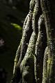  bolivie,madidi,racines 