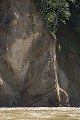  bolivie,madidi,rio tuichi 