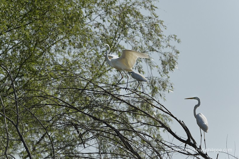 Grande aigrette